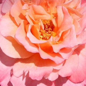 Web trgovina ruža - nostalgična ruža - žuta - Rosa  Augusta Luise® - intenzivan miris ruže - Hans Jürgen Evers - -